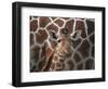 Baby Giraffe at Whipsnade Wild Animal Park Born, June 1996-null-Framed Photographic Print