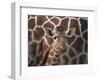 Baby Giraffe at Whipsnade Wild Animal Park Born, June 1996-null-Framed Photographic Print