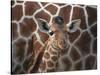 Baby Giraffe at Whipsnade Wild Animal Park Born, June 1996-null-Stretched Canvas