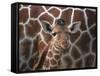 Baby Giraffe at Whipsnade Wild Animal Park-null-Framed Stretched Canvas