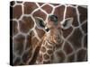 Baby Giraffe at Whipsnade Wild Animal Park-null-Stretched Canvas