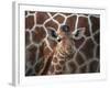 Baby Giraffe at Whipsnade Wild Animal Park-null-Framed Photographic Print