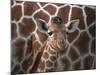 Baby Giraffe at Whipsnade Wild Animal Park-null-Mounted Photographic Print