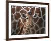 Baby Giraffe at Whipsnade Wild Animal Park-null-Framed Photographic Print