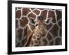 Baby Giraffe at Whipsnade Wild Animal Park-null-Framed Photographic Print