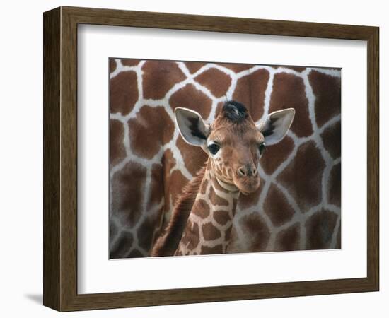 Baby Giraffe at Whipsnade Wild Animal Park-null-Framed Photographic Print