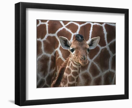 Baby Giraffe at Whipsnade Wild Animal Park-null-Framed Photographic Print