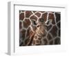 Baby Giraffe at Whipsnade Wild Animal Park-null-Framed Photographic Print