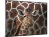 Baby Giraffe at Whipsnade Wild Animal Park-null-Mounted Photographic Print