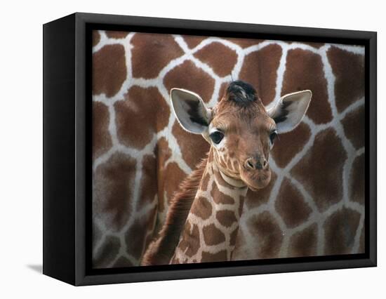 Baby Giraffe at Whipsnade Wild Animal Park-null-Framed Stretched Canvas