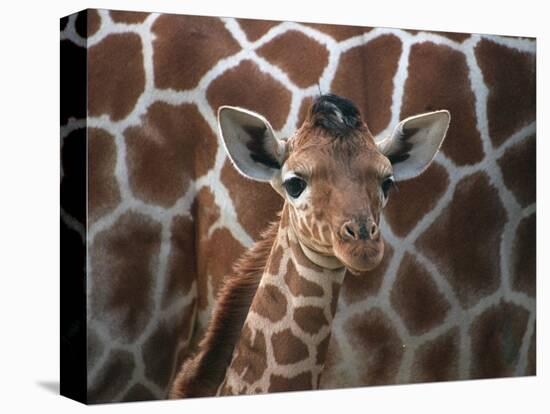 Baby Giraffe at Whipsnade Wild Animal Park-null-Stretched Canvas