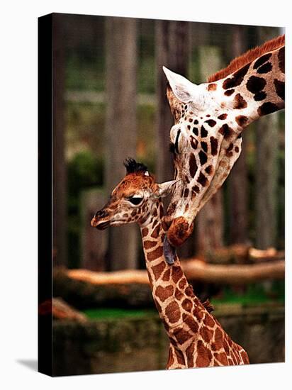 Baby Giraffe Being Licked by Mother, Edinburgh Zoo, January 1998-null-Stretched Canvas