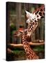 Baby Giraffe Being Licked by Mother, Edinburgh Zoo, January 1998-null-Stretched Canvas
