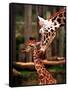 Baby Giraffe Being Licked by Mother, Edinburgh Zoo, January 1998-null-Framed Stretched Canvas