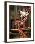 Baby Giraffe Being Licked by Mother, Edinburgh Zoo, January 1998-null-Framed Premium Photographic Print