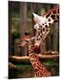 Baby Giraffe Being Licked by Mother, Edinburgh Zoo, January 1998-null-Mounted Premium Photographic Print