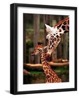 Baby Giraffe Being Licked by Mother, Edinburgh Zoo, January 1998-null-Framed Photographic Print