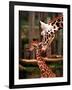 Baby Giraffe Being Licked by Mother, Edinburgh Zoo, January 1998-null-Framed Photographic Print