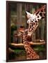 Baby Giraffe Being Licked by Mother, Edinburgh Zoo, January 1998-null-Framed Photographic Print