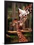 Baby Giraffe Being Licked by Mother, Edinburgh Zoo, January 1998-null-Framed Photographic Print