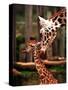 Baby Giraffe Being Licked by Mother, Edinburgh Zoo, January 1998-null-Stretched Canvas
