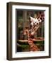 Baby Giraffe Being Licked by Mother, Edinburgh Zoo, January 1998-null-Framed Photographic Print