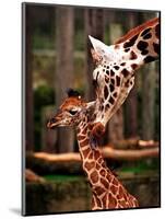 Baby Giraffe Being Licked by Mother, Edinburgh Zoo, January 1998-null-Mounted Photographic Print