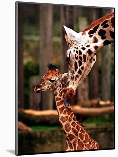 Baby Giraffe Being Licked by Mother, Edinburgh Zoo, January 1998-null-Mounted Photographic Print