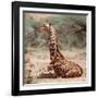 Baby giraffe, Loisaba, 2017-Eric Meyer-Framed Photographic Print