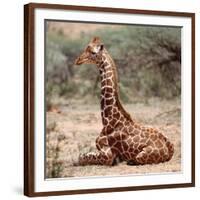 Baby giraffe, Loisaba, 2017-Eric Meyer-Framed Photographic Print