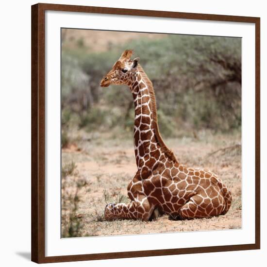 Baby giraffe, Loisaba, 2017-Eric Meyer-Framed Photographic Print