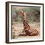 Baby giraffe, Loisaba, 2017-Eric Meyer-Framed Photographic Print