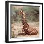 Baby giraffe, Loisaba, 2017-Eric Meyer-Framed Photographic Print