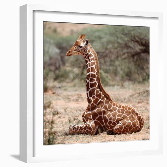 Baby giraffe, Loisaba, 2017-Eric Meyer-Framed Photographic Print