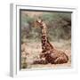 Baby giraffe, Loisaba, 2017-Eric Meyer-Framed Photographic Print