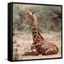Baby giraffe, Loisaba, 2017-Eric Meyer-Framed Stretched Canvas
