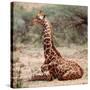 Baby giraffe, Loisaba, 2017-Eric Meyer-Stretched Canvas