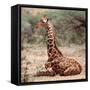 Baby giraffe, Loisaba, 2017-Eric Meyer-Framed Stretched Canvas