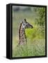 Baby Giraffe, Maasai Mara National Reserve, Kenya-Keren Su-Framed Stretched Canvas