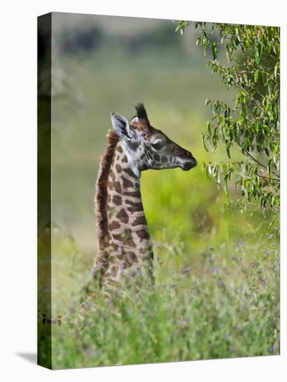 Baby Giraffe, Maasai Mara National Reserve, Kenya-Keren Su-Stretched Canvas