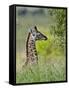 Baby Giraffe, Maasai Mara National Reserve, Kenya-Keren Su-Framed Stretched Canvas