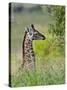 Baby Giraffe, Maasai Mara National Reserve, Kenya-Keren Su-Stretched Canvas