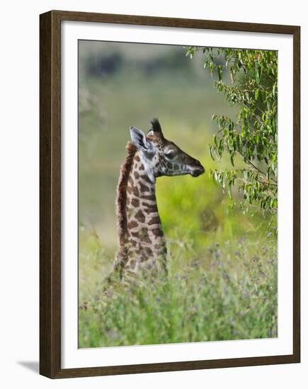 Baby Giraffe, Maasai Mara National Reserve, Kenya-Keren Su-Framed Premium Photographic Print