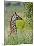Baby Giraffe, Maasai Mara National Reserve, Kenya-Keren Su-Mounted Premium Photographic Print