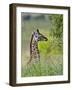 Baby Giraffe, Maasai Mara National Reserve, Kenya-Keren Su-Framed Photographic Print