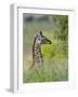 Baby Giraffe, Maasai Mara National Reserve, Kenya-Keren Su-Framed Photographic Print