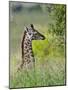 Baby Giraffe, Maasai Mara National Reserve, Kenya-Keren Su-Mounted Photographic Print