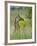 Baby Giraffe, Maasai Mara National Reserve, Kenya-Keren Su-Framed Photographic Print