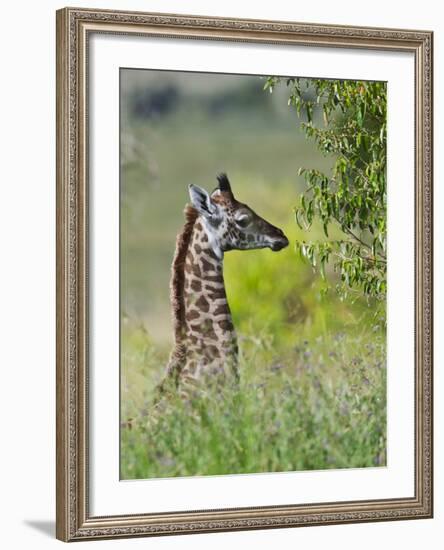 Baby Giraffe, Maasai Mara National Reserve, Kenya-Keren Su-Framed Photographic Print