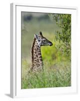 Baby Giraffe, Maasai Mara National Reserve, Kenya-Keren Su-Framed Photographic Print